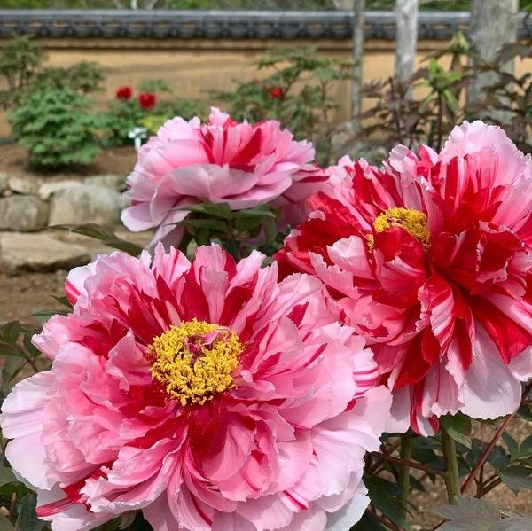 🌸 모란과 초록의 언덕 (보탄토 미도리노오카) 이미지 1